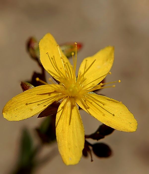 Hypericum australe / erba di S. Giovanni meridionale